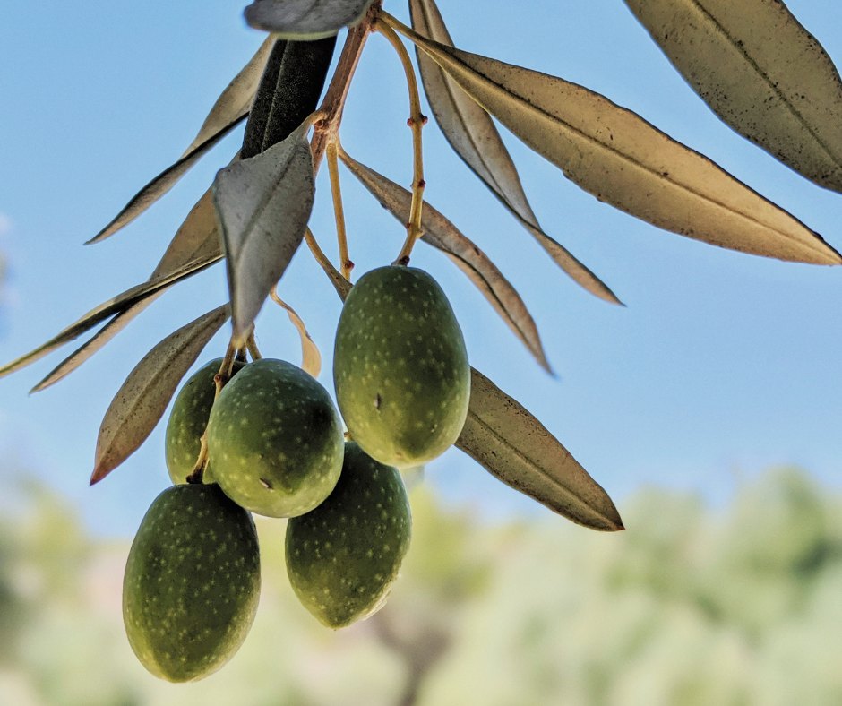 ענף זית עם זיתים ירוקים